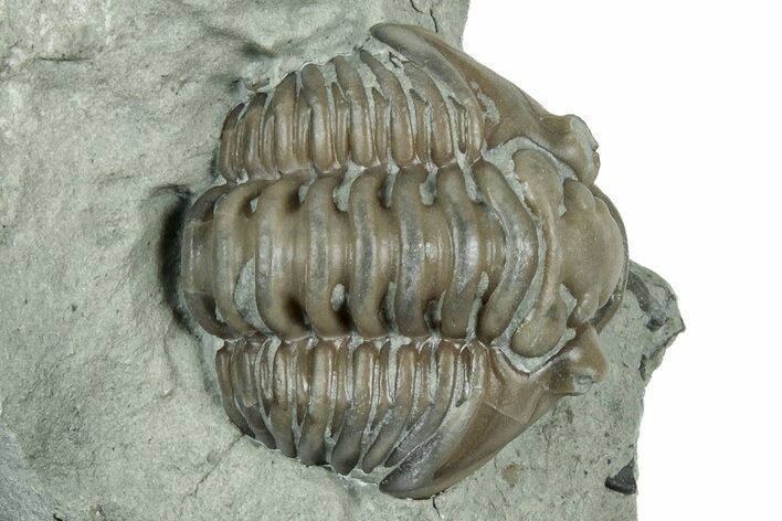 Partially Enrolled Flexicalymene Trilobite - Indiana #325796